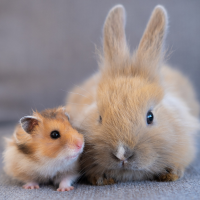 Mancskuckó állati jó cuccok