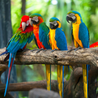 Mancskuckó állati jó cuccok