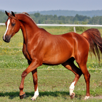 Mancskuckó állati jó cuccok