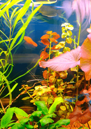 Mancskuckó állati jó cuccok