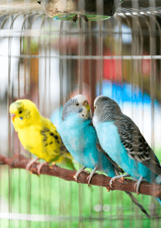 Mancskuckó állati jó cuccok