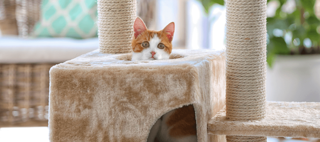 Mancskuckó állati jó cuccok