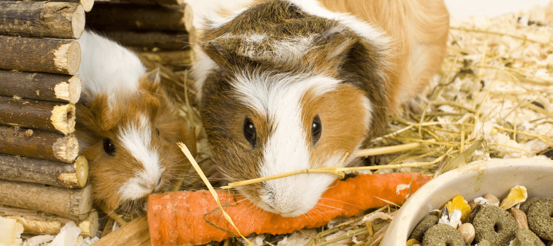 Mancskuckó állati jó cuccok